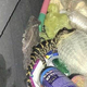 Image for article titled Florida Woman Pulls Foot-Long Alligator From Her Yoga Pants During Traffic Stop
